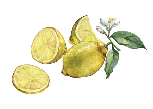 Arrangement with whole  and slice fresh citrus fruit lemon with green leaves and flowers. Hand drawn watercolor painting on white background.