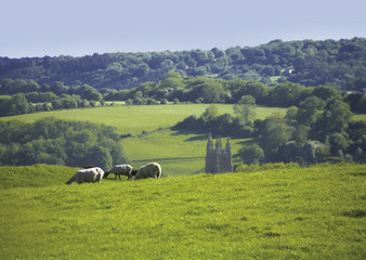 Fototapeta premium forest of dean gloucestershire uk