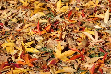 tapis de feuilles tombées au sol en automne