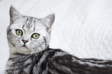 British short-hairs cat lying on a white bed