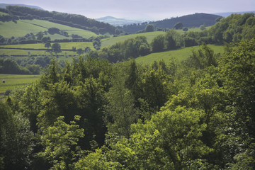 Fototapeta na wymiar forest of dean gloucestershire uk
