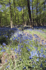 forest of dean gloucestershire uk