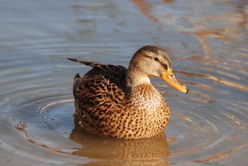Pato nadando en el estanque