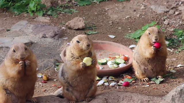 Prairie Dogs Eating Vegetables