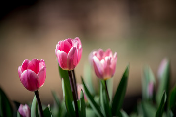 Obraz premium Tulips