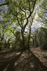 Fototapeta premium cotswold view UK