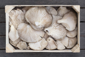 Wooden box of fresh oyster mushrooms (Pleurotus ostreatus)