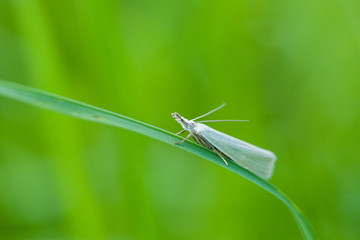 Resting