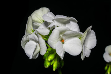Fototapeta na wymiar bouquet of white geranium flowers on black background