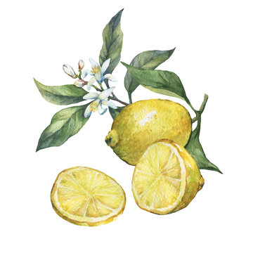 Arrangement with whole and slice fresh citrus fruit lemon with green leaves and flowers. Hand drawn watercolor painting on white background.