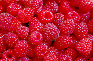 A beautiful selection of freshly picked ripe red raspberries.