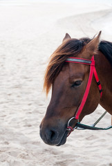 portrait of Brown horse beautiful arabian colt , horse on beach, Thailand