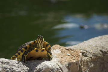 La escalada de la tortuga