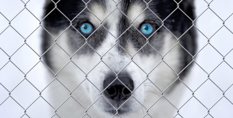 Husky