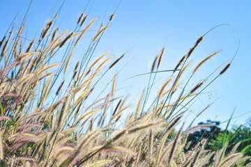 reeds of grass and blue sky background