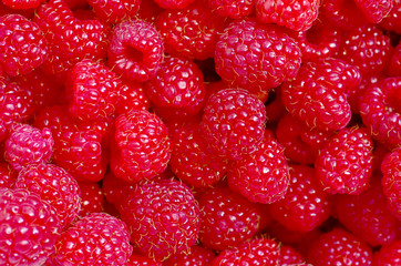 A beautiful selection of freshly picked ripe red raspberries.
