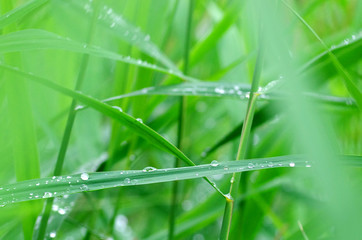 Obraz premium Composition with water drops on the green grass