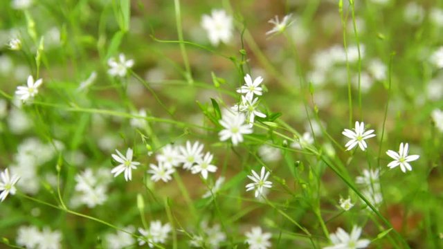 Background of little white flowers blooming bush