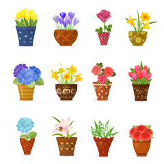 collection of flowers planted in ceramic pots for your design