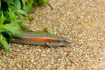 Thailand skink lizard