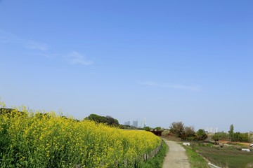Obraz premium 菜の花と田園風景