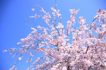 桜/春の温もり