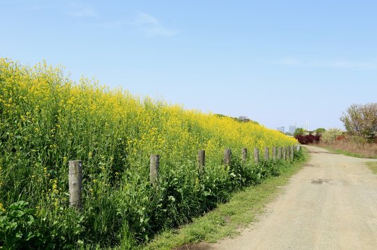 青空と菜の花街道
