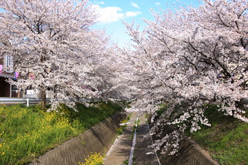 桜/春の温もり