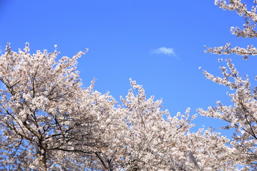 桜/春の温もり