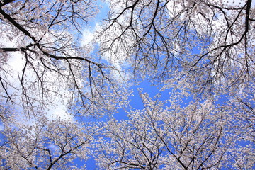 桜/春の温もり