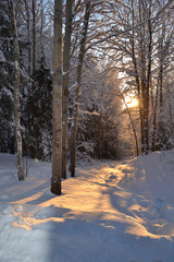 Beautiful winter landscape in the forest