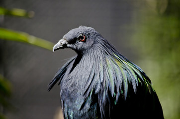 nicobar pigeon