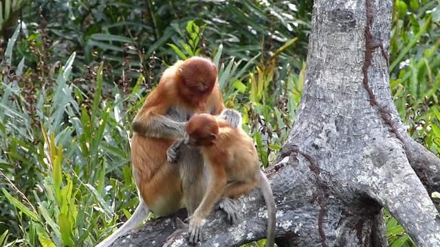 Female Proboscis monkey (Nasalis larvatus) with a baby sitting on a tree in Labuk Bay, Sabah, Borneo, Malaysia. Proboscis monkeys are endemic to the island of Borneo.