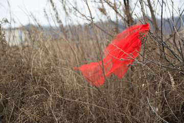 Piece of red fabric hanging on the branch.