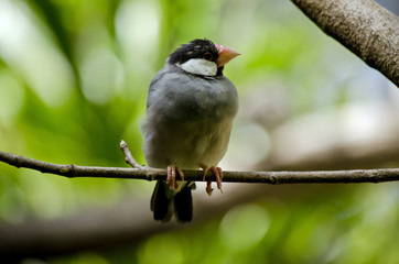 Java Sparrow