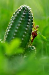 Figurine grimpant sur un cactus
