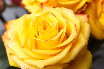 yellow rose bud