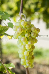 Ripe Chasselas Grape In The Vineyard Before Harvest