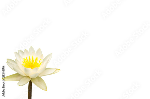 The Water Lily Flower White Background Stock Photo And Royalty The Water Lily Flower White Background