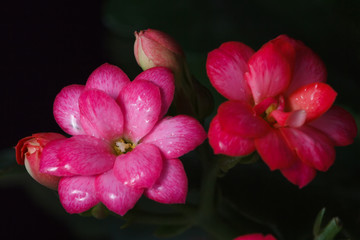 Fototapeta na wymiar Blossfeldiana Kalanchoe close-up with dew