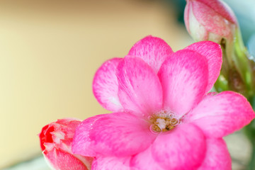 Blossfeldiana Kalanchoe close-up with dew