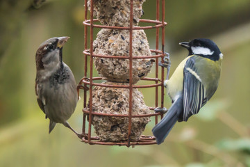 Garden birds on hanging feeder