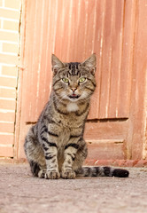 Gray cat in front of a stable door