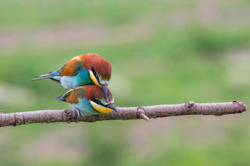 Mating european bee-eaters (Merops apiaster), Italy