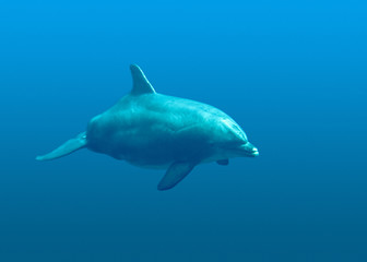 Common bottlenose dolphin
