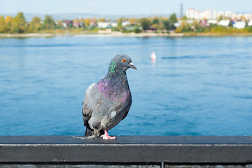 Unhappy wild pigeon with broken foot with a rope attachment on the embankment of the river in the city