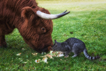 Mucca e gatto che mangiano insieme