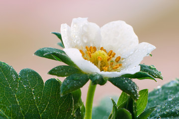 Fototapeta premium strawberry flower with dew closeup
