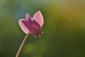 Fototapeta premium Single pink flower isolated on green illuminated by enchanted sunset light
