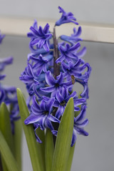 blue hyacinth in bloom
